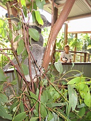 050 Kuranda Koala Gardens
